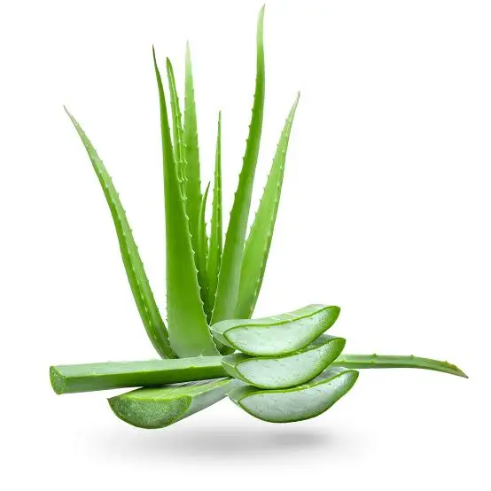 Nha Đam ( Aloe Vera ) Trong Chăm Sóc Da - Công Dụng, Cách Dùng Và Lưu Ý